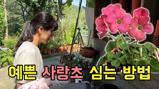 9월이 오면 사랑초 구근을 심어보세요 사랑에 빠질 수 밖에 없습니다. 사랑초 심는 방법.