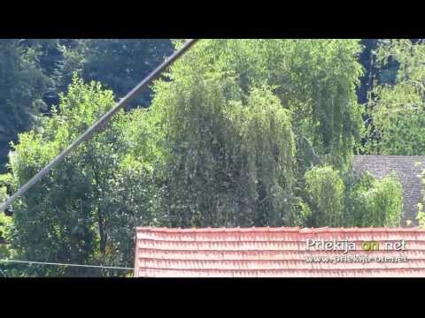 Roj letečih mravelj nad Ljutomerom