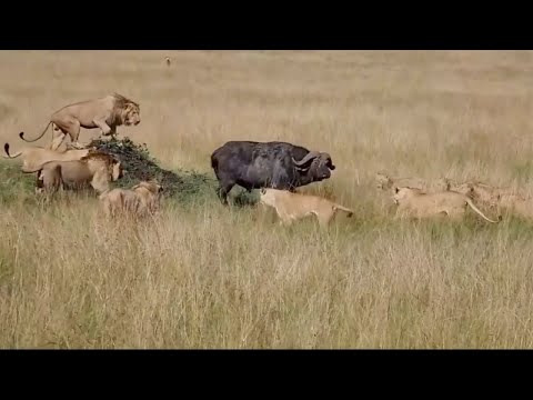 Buffalo runs into a massive lion pride