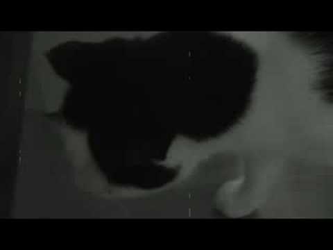 Dreamin Man video
