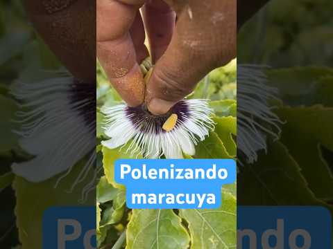 Como polinizar maracujá maracuya #agro #maracuya #maracuja #polen #polinizacion #fruta #campo #viral
