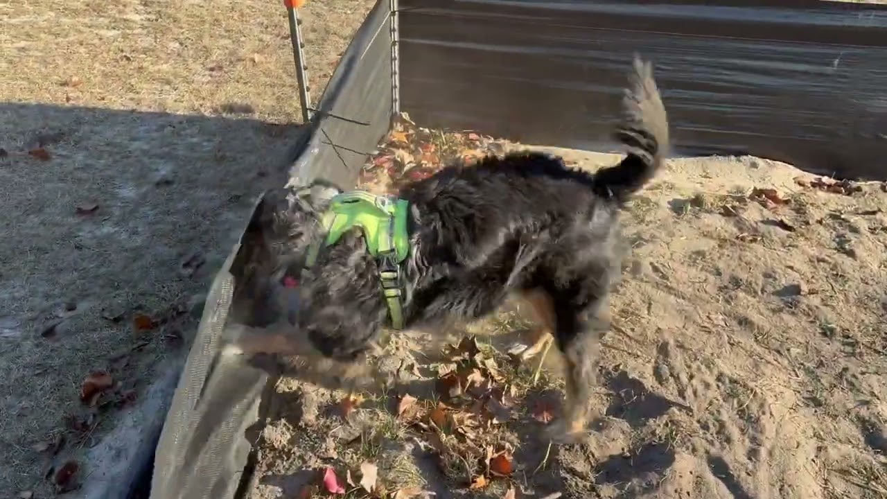 Australian Shepherd Helps Take Down Silt Fence || ViralHog