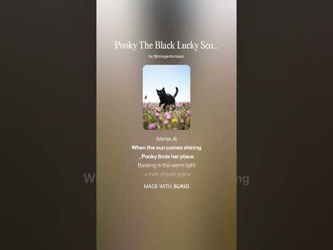 Pooky The Black Lucky Scottish Cat