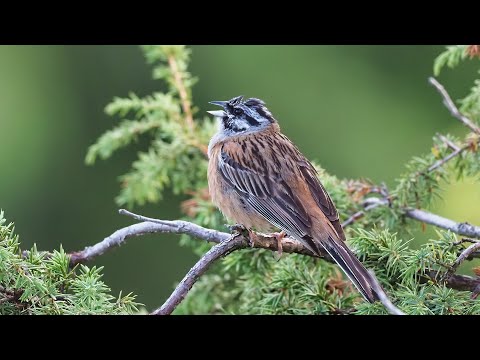 Strnádka cia — jemný krátky vysokofrekvenčný spev „tzi-tzi-tzi-tzu-tzu