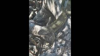 Iguana Sighting in Aruba #vlog #animals #vacation #cruise #reptiles #tropical