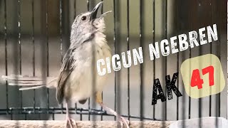 Download lagu Masteran Ciblek Gunung Cigun Bren Ak47 Rapet Tak Terkendali mp3