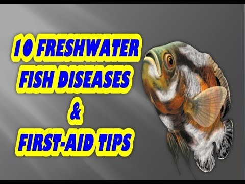 Watch Video on YouTube