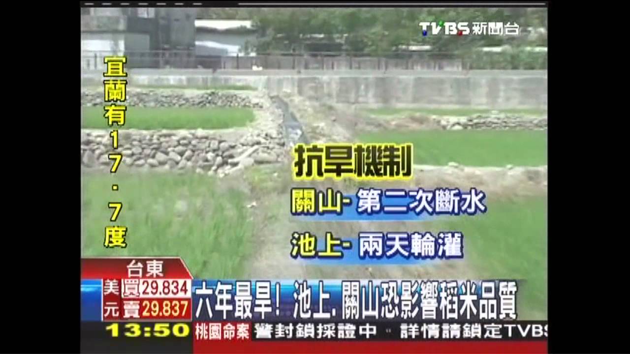 池上米危機！6年最旱　恐現空殼米