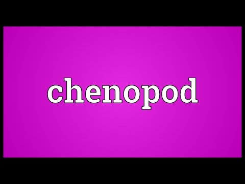 Chenopod Meaning