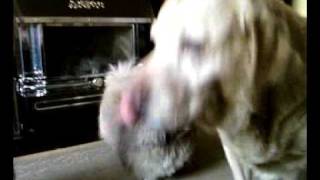 Charlie making funny noises after the walk