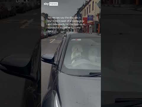 Dog honks owner's car horn after being left in the car