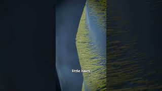 Download lagu How Geckos Can Stick To Walls 🤔 mp3