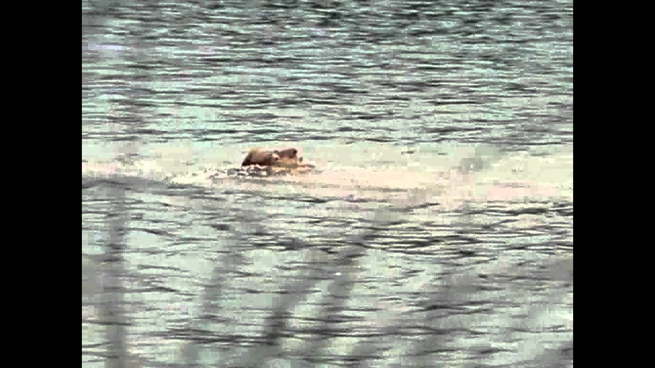 Vivaldi, The Red Priest - Trailer