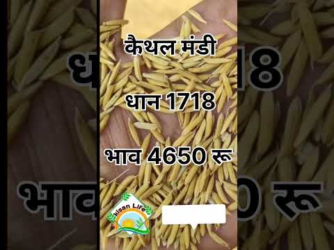 Kaithal Mandi Paddy Price 1718 🌾 #kisanlife #paddy #agriculture #paddy #farmer #Kaithal