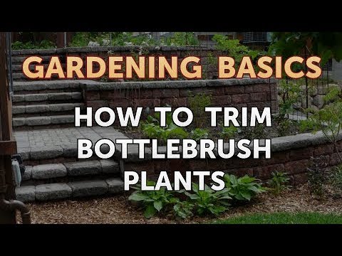 , title : 'How to Trim Bottlebrush Plants'