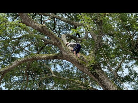 The intertwined branches make this tree difficult to knock down!