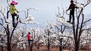 Menschliche Bienen