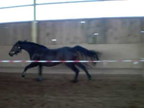 Saccor /Sandro Boy x Contender, 9-j. Sute beim Freispringen