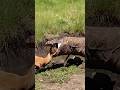 Wild Animal Life