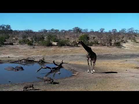 Djuma: Elephants, Warthogs, Giraffes and Hippos - 14:50 - 09/28/19