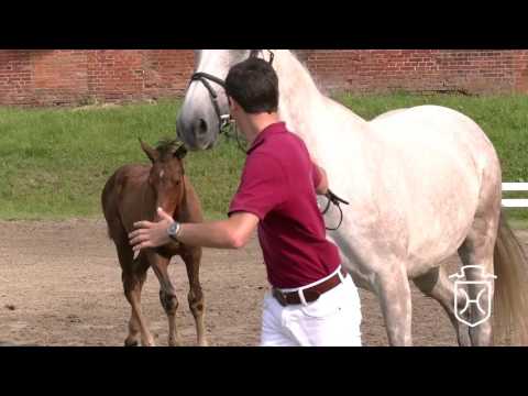 RD013 Hengstfohlen von Quick Star - Cassini I - Con Air