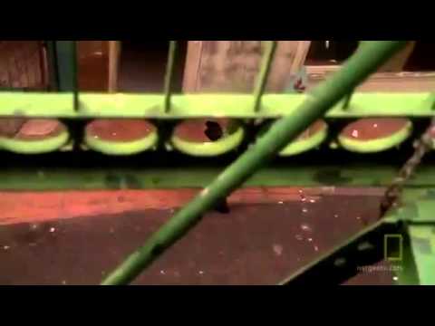 Inside The Chinatown Mafia The Secret World of The Triads  documentary english part 1