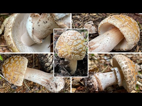 Perlpilz Verwechslung | Rötender Wulstling, Amanita rubescens | Pilzportrait & Vergleich Pantherpilz