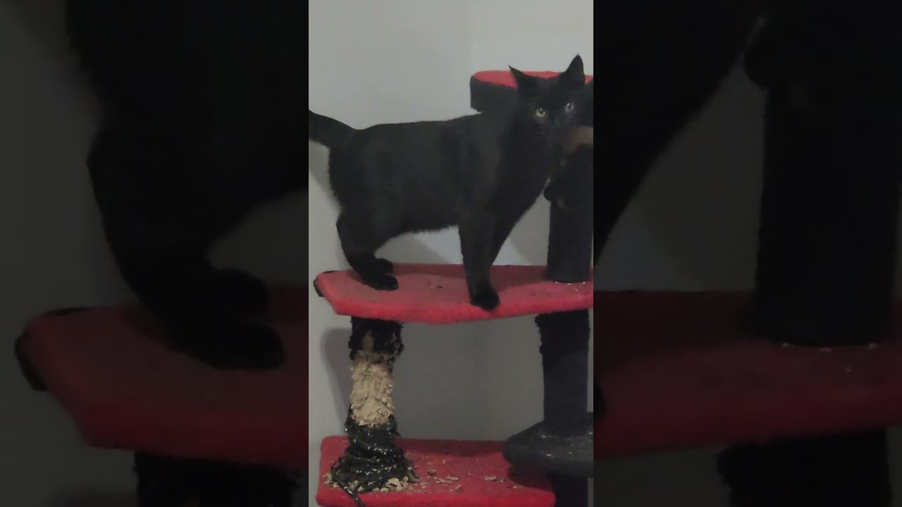 Enlarge Brothers Benny & Jet, an adoptable Domestic Short Hair in Tillamook, OR video 6/6