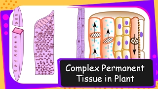 Science - Complex Permanent Tissues in Plants – Tissues Part 4 – English