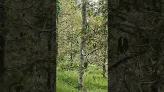 Download lagu BELAH DUREN mp3