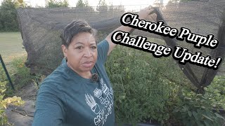 Cherokee Purple Challenge Update! #cherokeepurple2025
