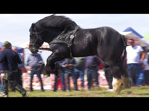 Armăsarul Bajnok - Silviu Comanelea de la Râșnov - Brașov 2023