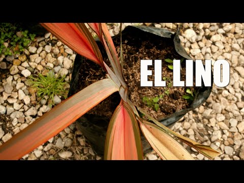 , title : 'LINO en Plantas y Jardines - Teleamiga'