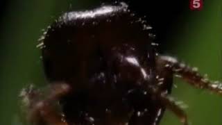 Документальный Фильм ВВС. Огненные муравьи в США.
