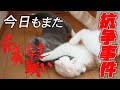 猫の縄張り争いで喧嘩勃発【先住猫と新入り猫】