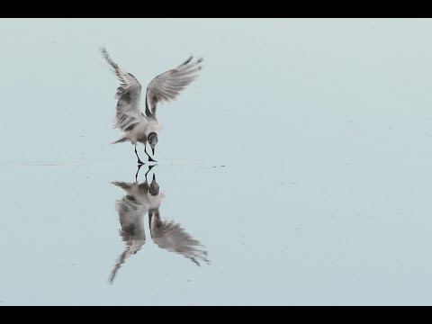 Pair of Owls, Nesting Hummingbird, Trio of Rarities, Baby Birds and Early Migrants in July MN Video