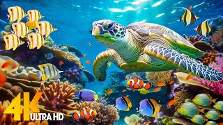 Ocean 4K - Sea Animals for Relaxation Beautiful Co