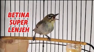 Download lagu Suara pleci betina birahi memanggil jangan dengan cepat merangsang pleci jantan cepat Gacor mp3