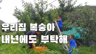 내년에도 복숭아를 부탁해. 우리집 복숭아나무는 아이와 함께 커간다