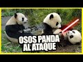 Panda Bears Attack