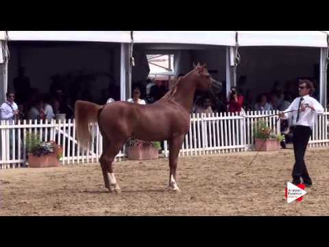 N.117 MUNIR ALADEYAT - Menton 2015 - Colts 3 years old (Class 8)