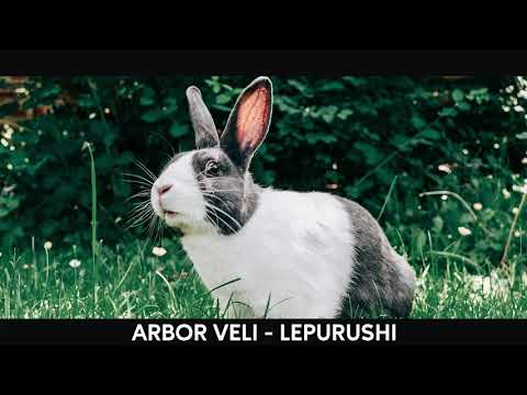Arbor Veli - Lepurushi