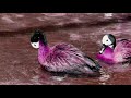 Jab Tak Rahe Tan Me Jiya By Chanchal Neb
