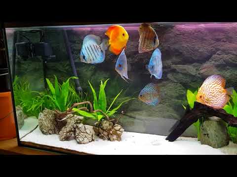 Discus fish planted tank