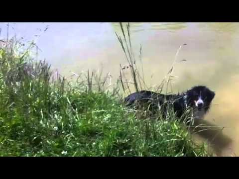 Taxi und Pika schwimmen