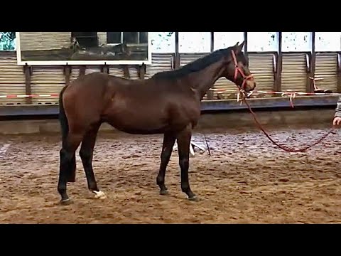 3-jähriger Trakehner von Imperio