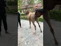 Best Wild Horses Wild Horse Shorts 778