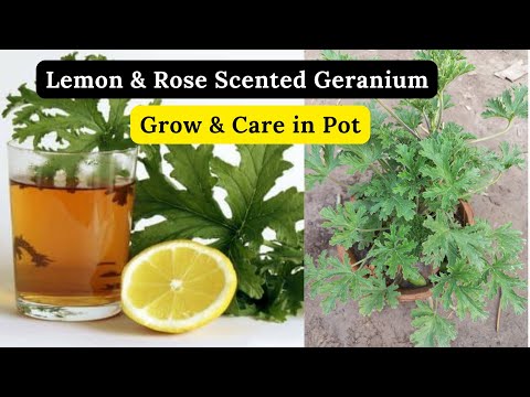 Grow And Care Lemon Scented Geranium | Grrow In Pots