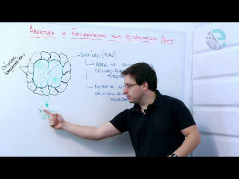 Opening and closing of stomata: water