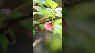 花終わり、桜のマグカップミニ盆栽 #bonsai #盆栽